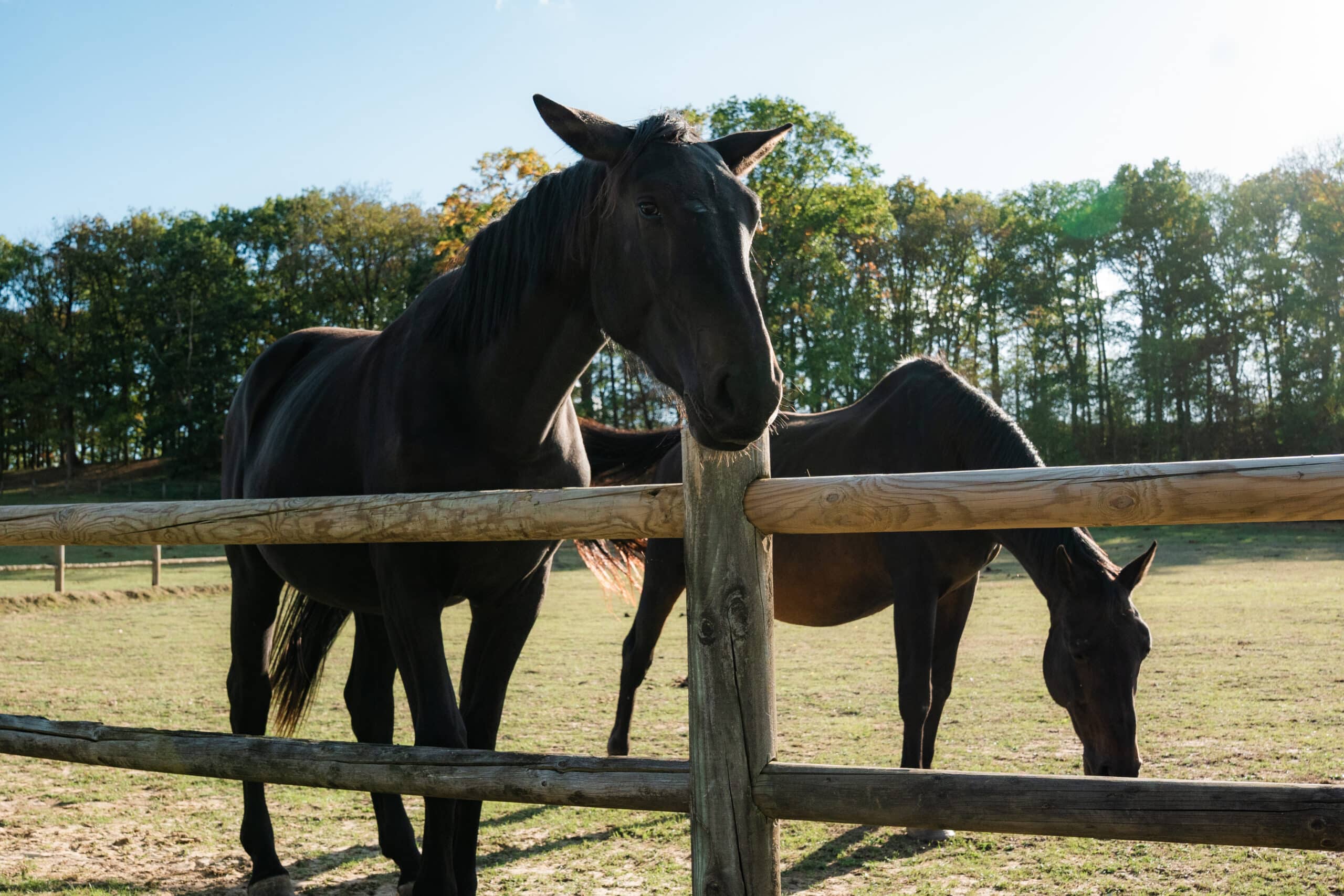 Chevaux dans les prés du Domaine de la Butte Ronde pendant le Festival RH